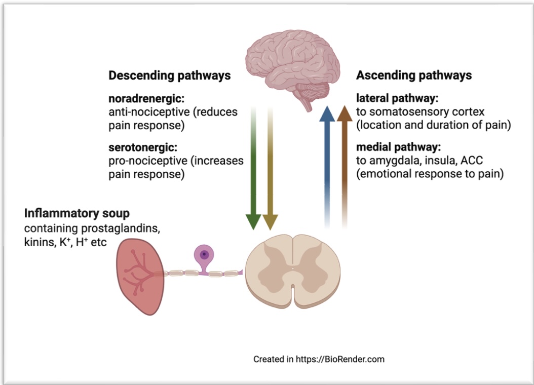 Diagram of descending and ascending pain pathways
